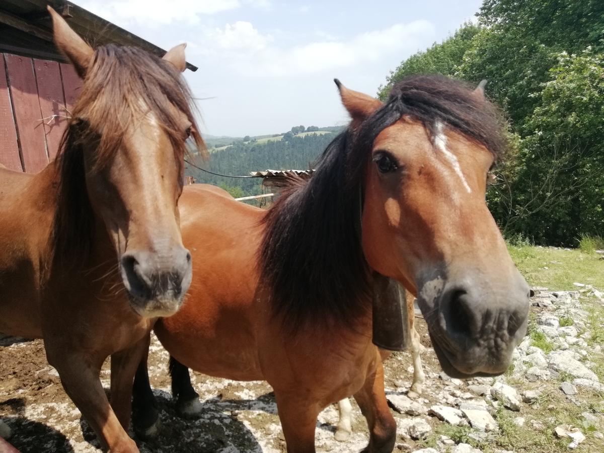 Agroturismo Pagoederraga 오리오 외부 사진