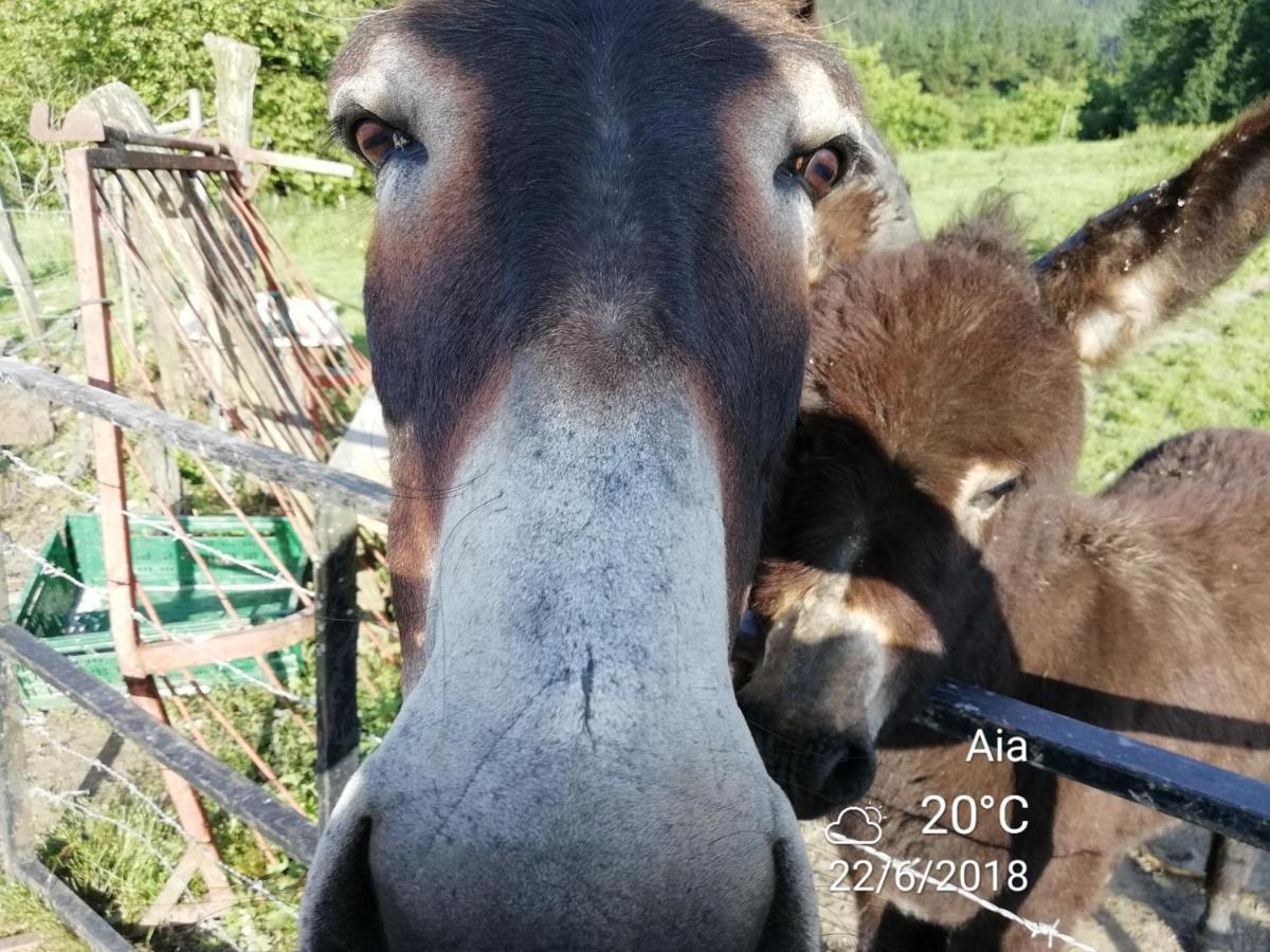Agroturismo Pagoederraga 오리오 외부 사진